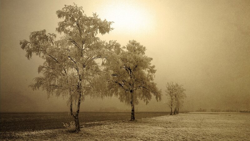 Frost-covered Trees in Field — Brown, Misty