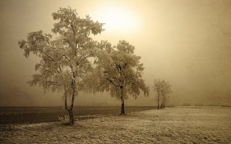 Frost-covered Trees in Field — Brown