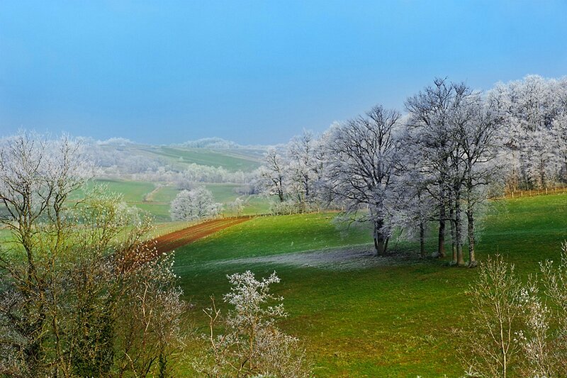 Frost-covered Trees in Field — Green