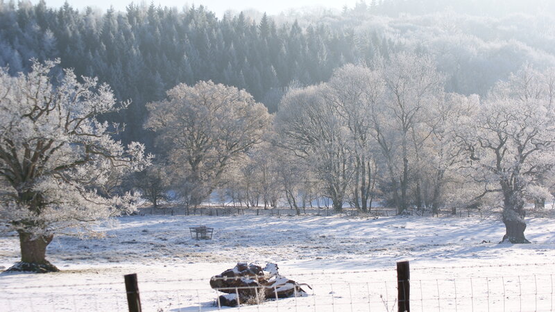 Frost-covered Trees in Field