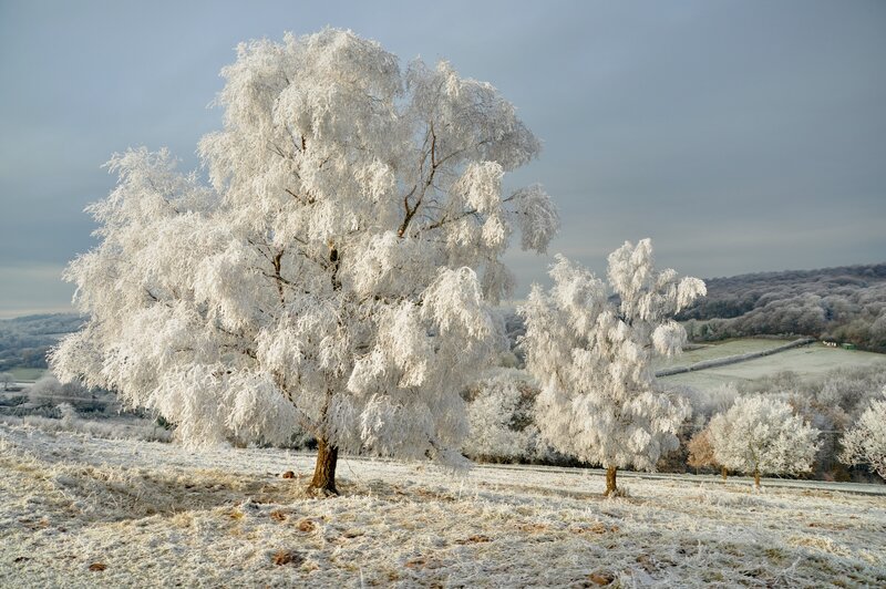 Frost-covered Trees in Field — White, Cold
