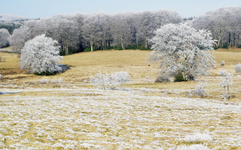 Frost-covered Trees in Field — White, Cold, Winter, Photograph, Forest