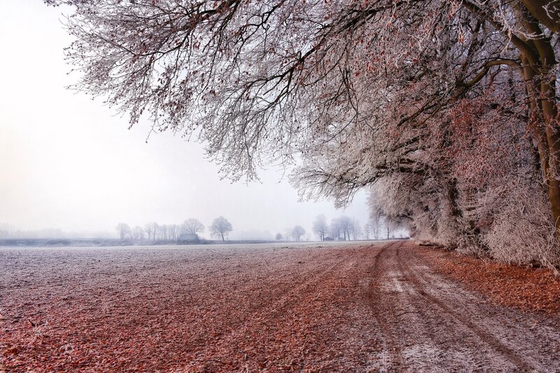 Frost-covered Trees in Field — White, Cold, Winter, Photograph, Path