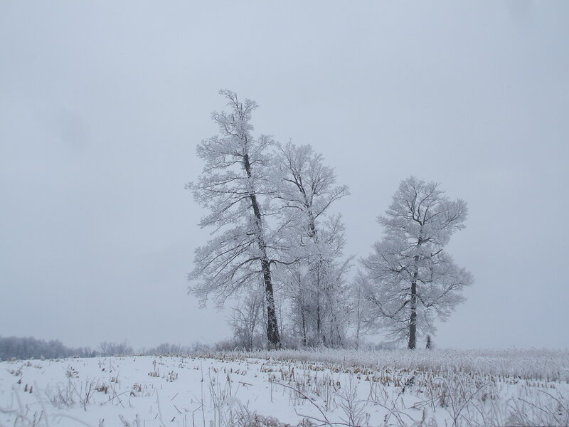 Frost-covered Trees in Field — White, Cold, Winter, Photograph, Snow, Sky