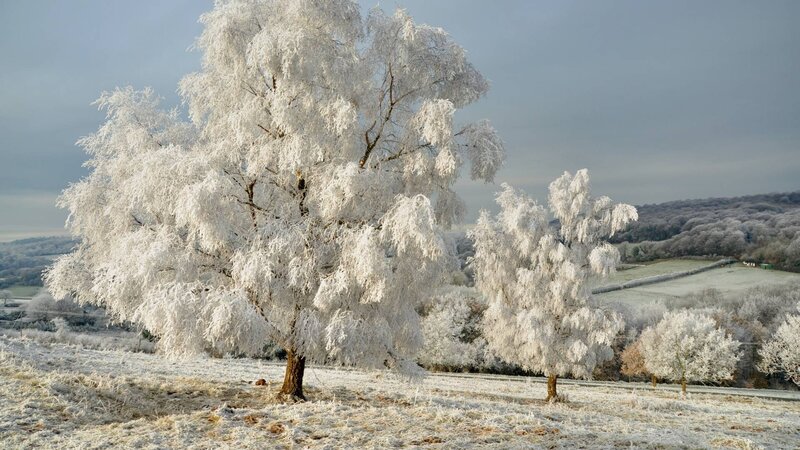 Frost-covered Trees in Field — White, Cold, Winter, Photograph