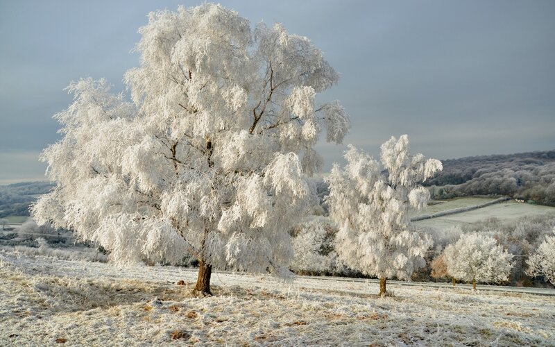 Frost-covered Trees in Field — White, Cold, Winter