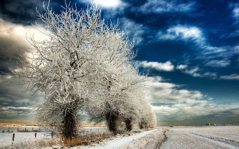 Frost-covered Trees in Field — White, Dramatic