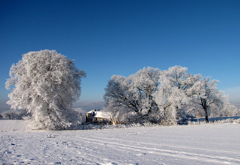 Frost-covered Trees in Field — White, Serene