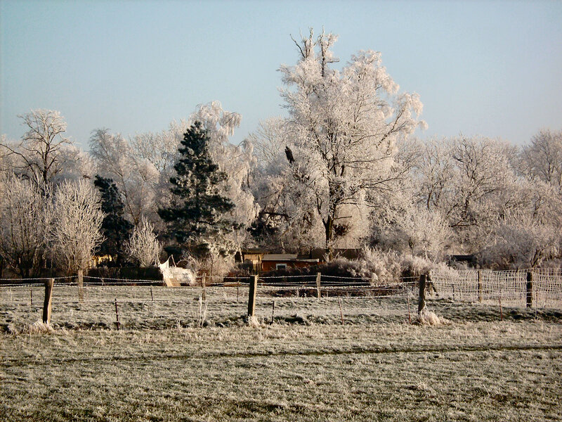 Frost-covered Trees in Field — White, Serene, Winter, Photograph, Fence