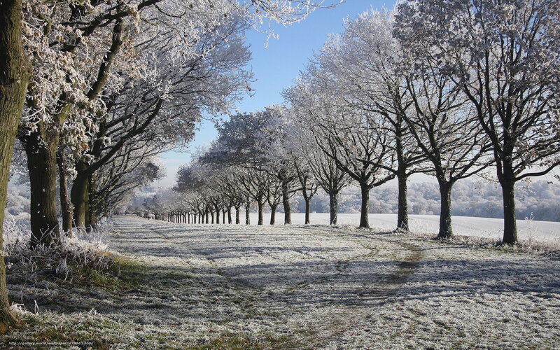 Frost-covered Trees in Field — White, Serene, Winter, Photograph, Frost
