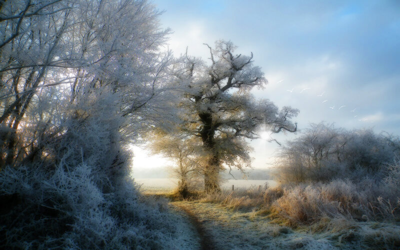 Frost-covered Trees in Field — White, Serene, Winter, Photograph, Path