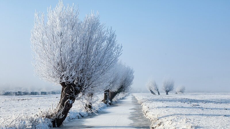 Frost-covered Trees in Field — White, Serene, Winter, Photograph, Snow, Path