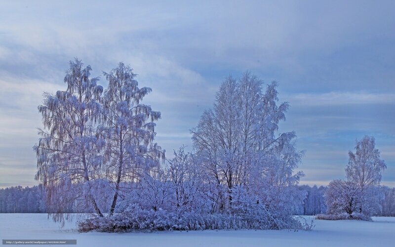 Frost-covered Trees in Field — White, Serene, Winter, Photograph, Snow, Sky, Blue
