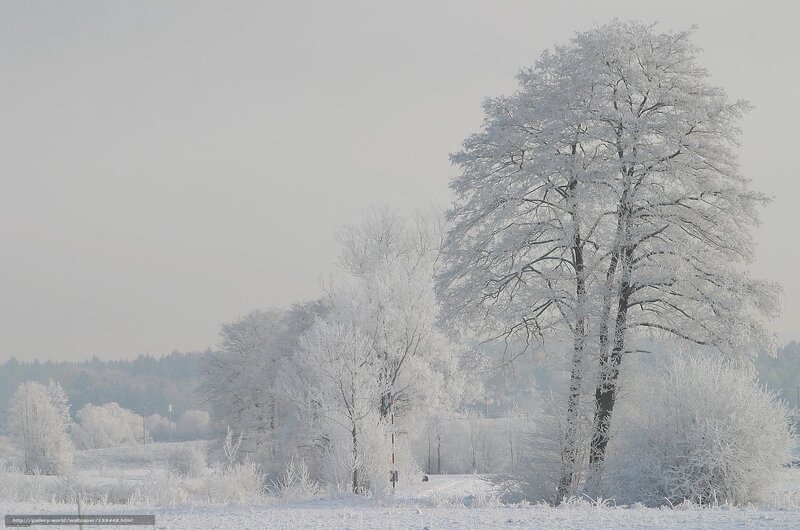 Frost-covered Trees in Field — White, Serene, Winter, Photograph, Snow, Sky