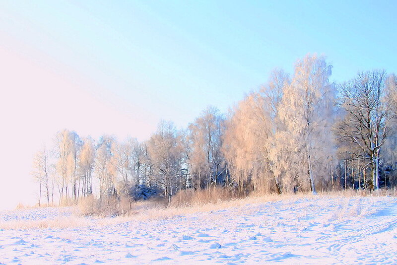 Frost-covered Trees in Field — White, Serene, Winter, Photograph