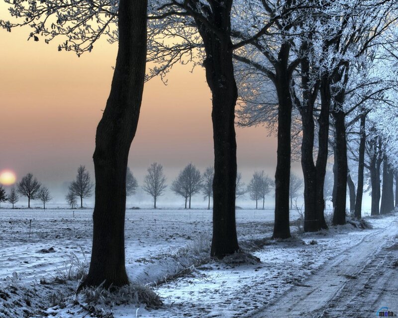 Frost-covered Trees in Field — White