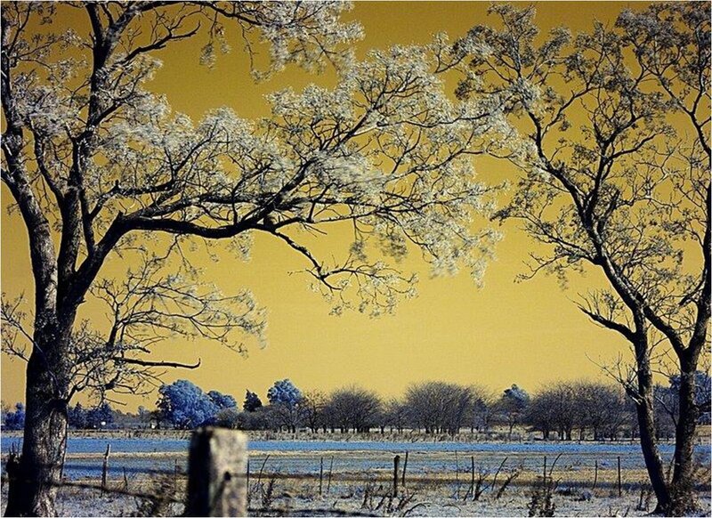 Frost-covered Trees in Field — Yellow