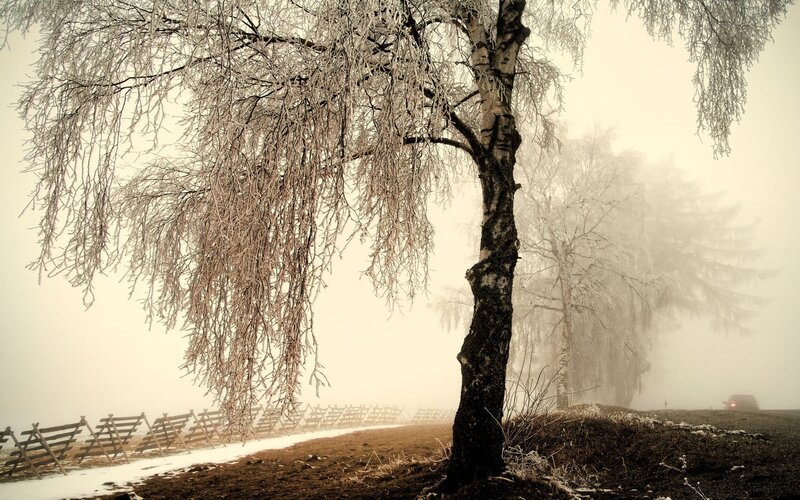 Frost-covered trees in fog