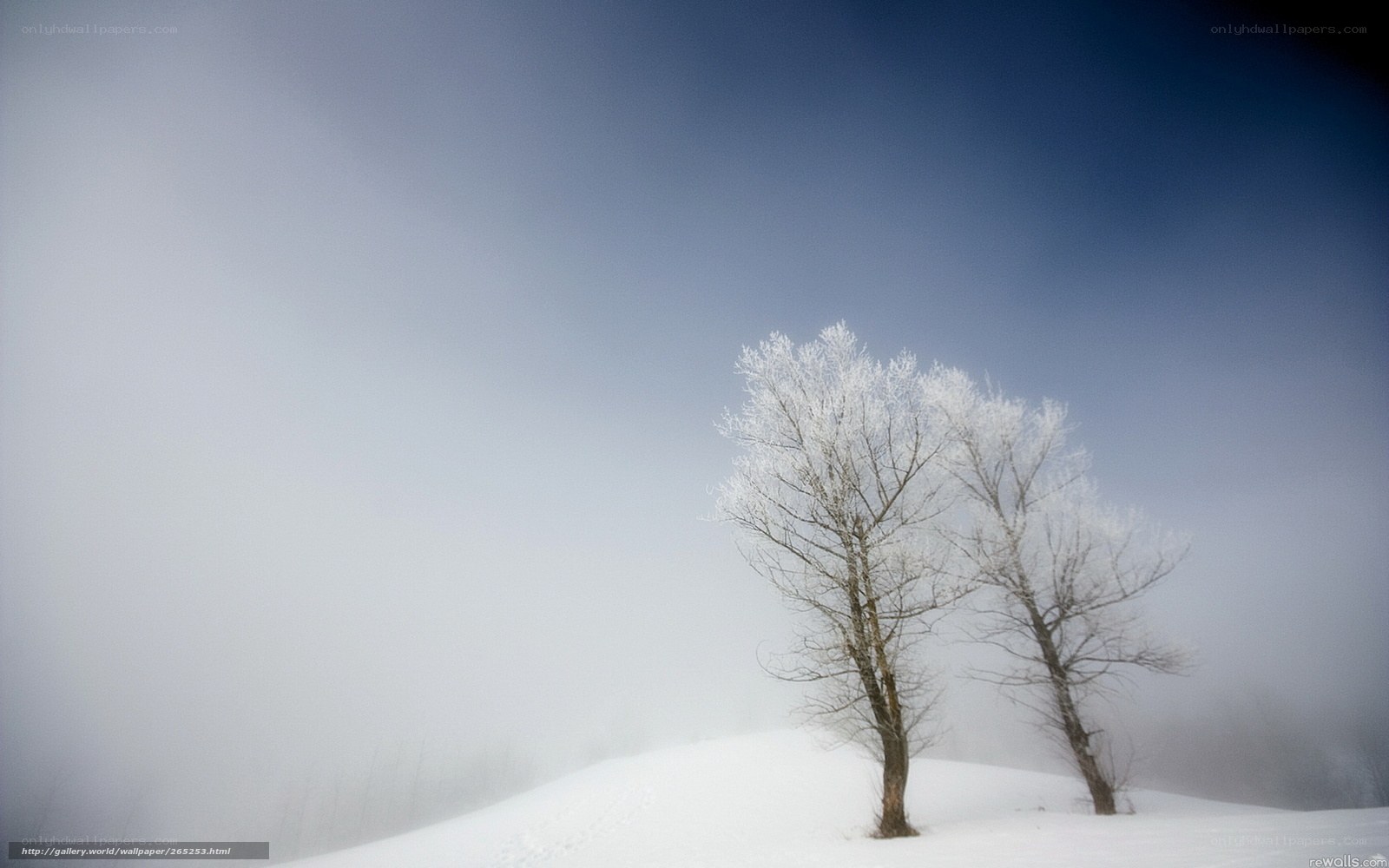 Frost-covered trees in fog