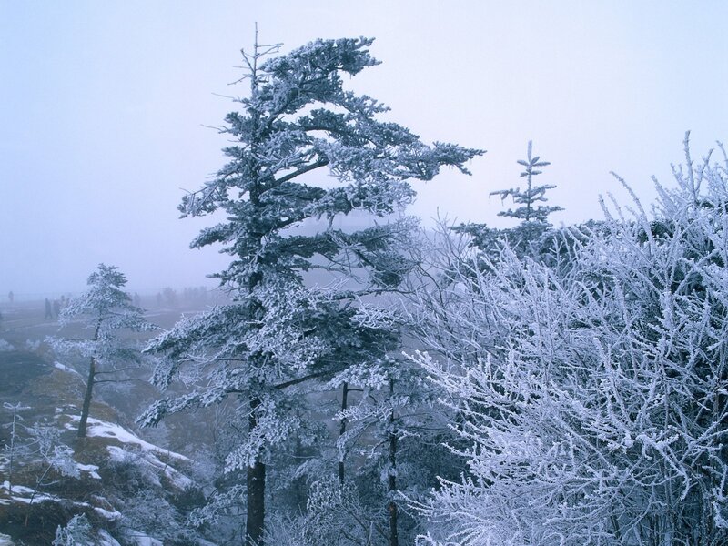 frost-covered trees in fog
