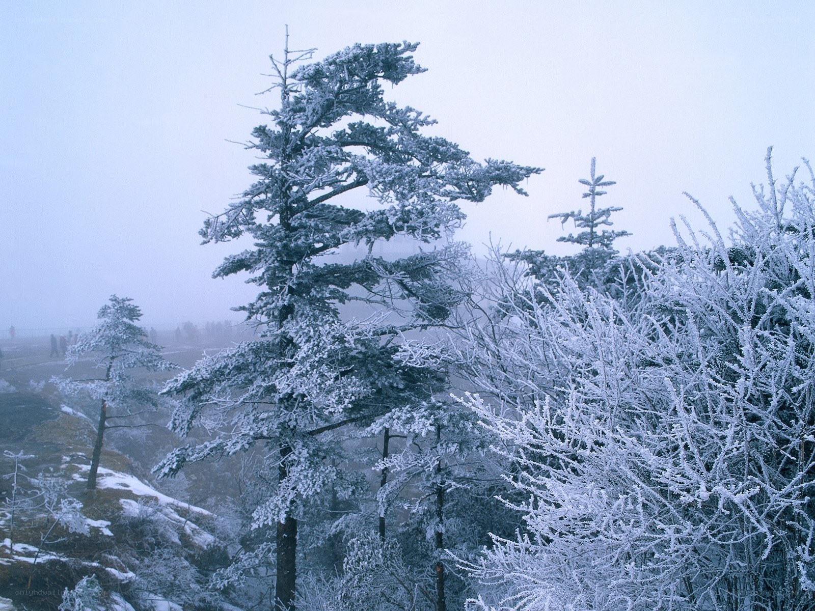 frost-covered trees in fog
