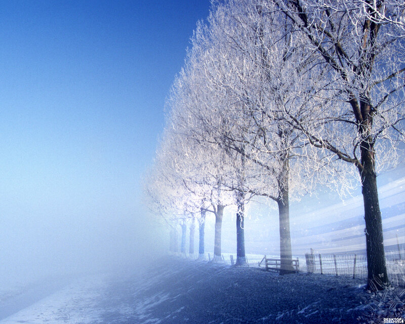 Frost-covered Trees in Fog — Blue, Serene