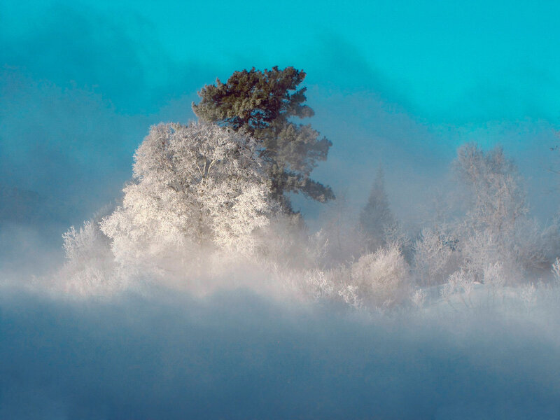 Frost-covered Trees in Fog — Blue, Serene, Winter, Photograph, Snow