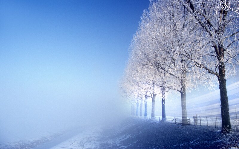 Frost-covered Trees in Fog — Blue, Serene, Winter
