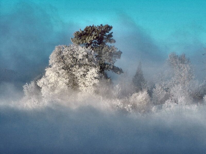 Frost-covered Trees in Fog — Blue
