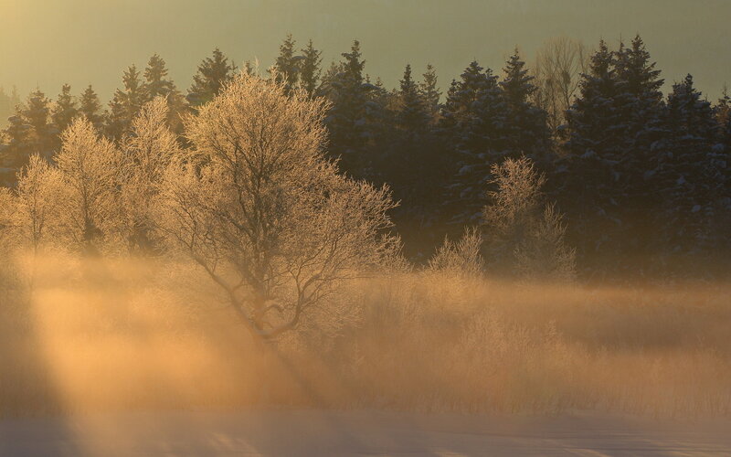 Frost-covered Trees in Fog — Gold