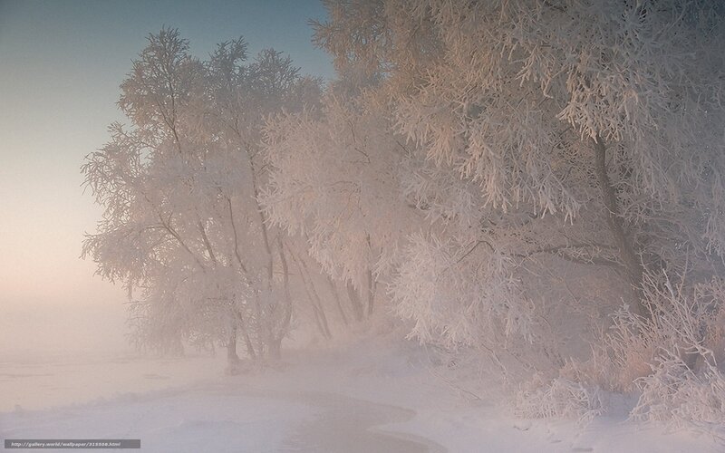 Frost-covered Trees in Fog — White, Serene