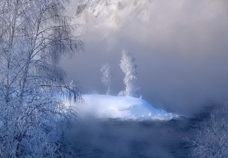 Frost-covered Trees in Fog — White