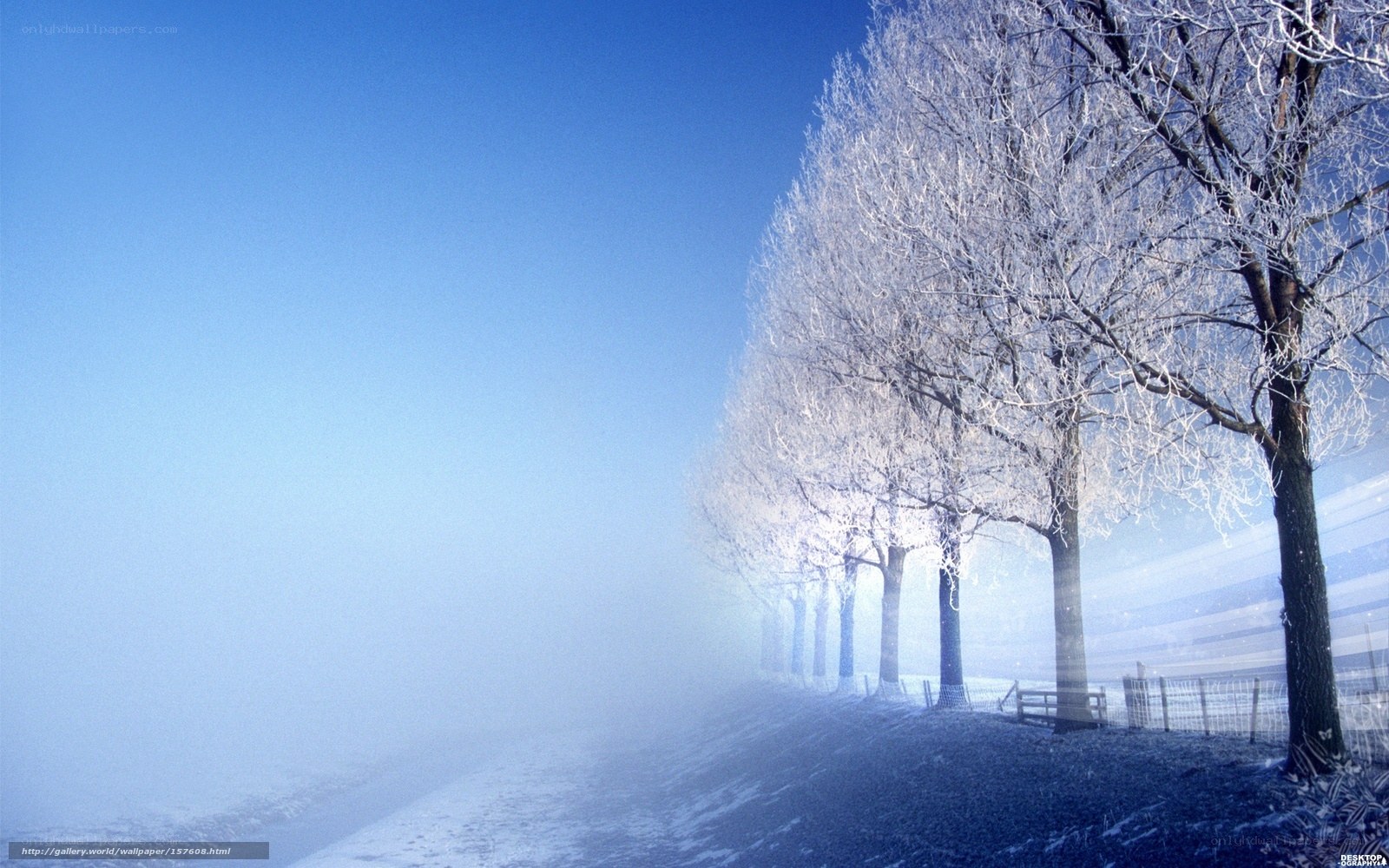 frost-covered trees in fog