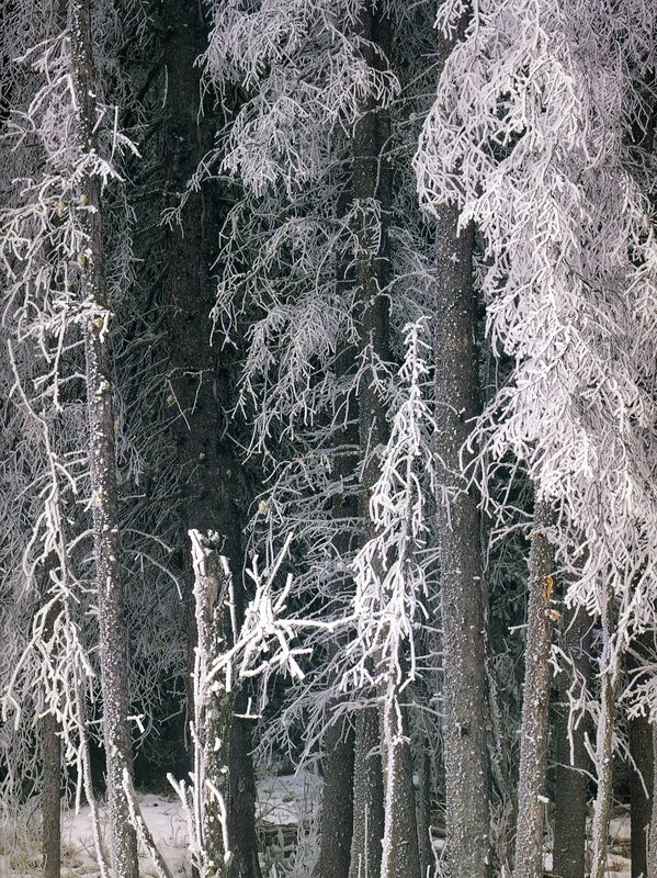 frost-covered trees in forest