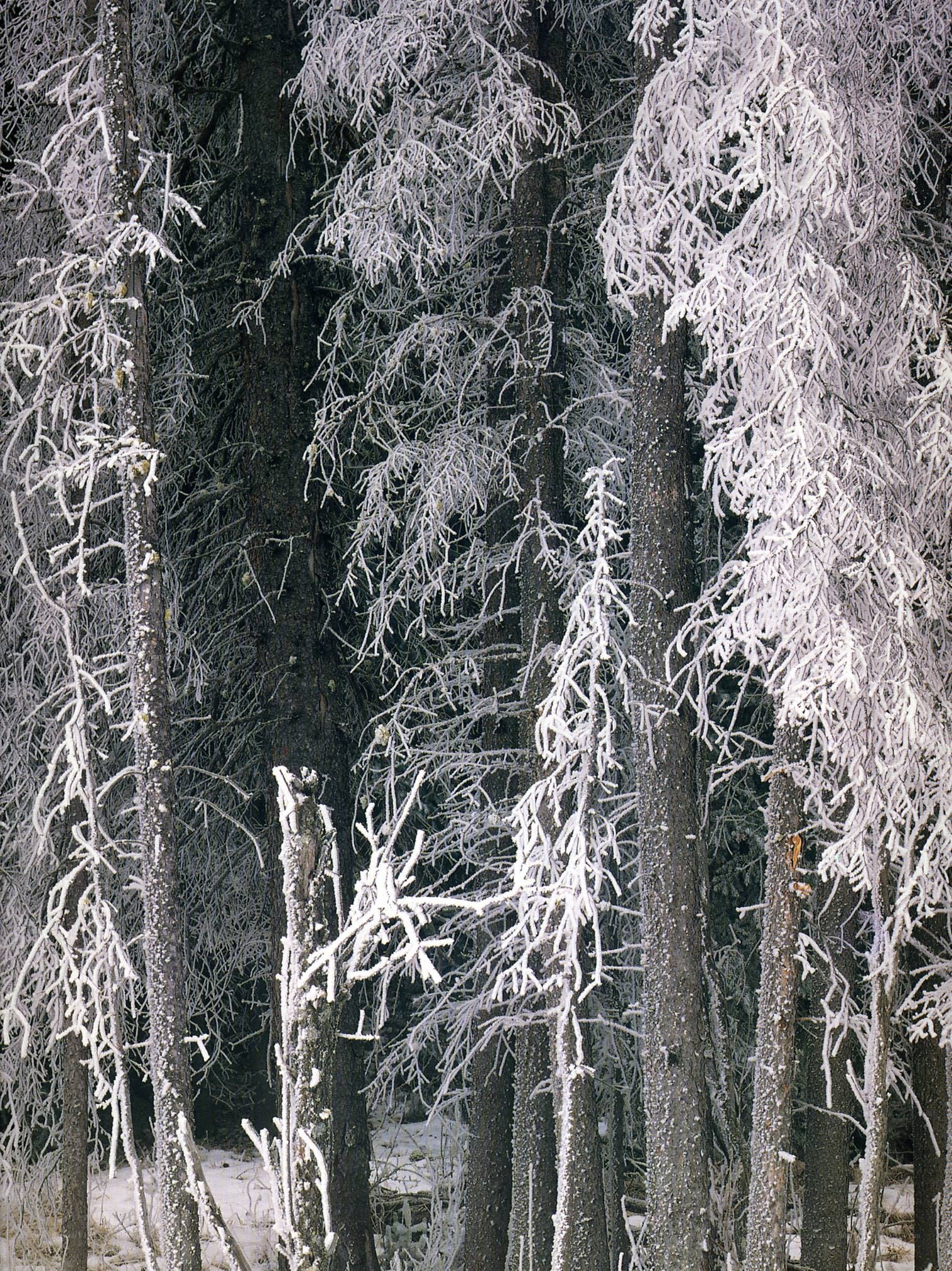 frost-covered trees in forest