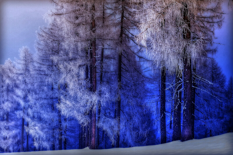 Frost-covered Trees in Forest — Blue, Cold