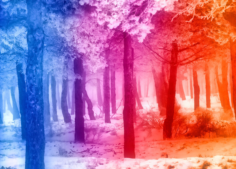 Frost-covered Trees in Forest — Blue, Dreamy