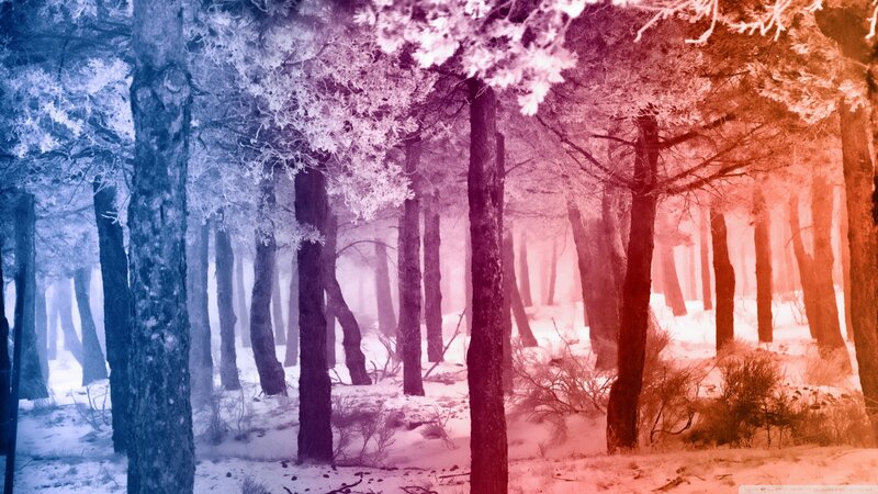 Frost-covered Trees in Forest — Blue, Mystical