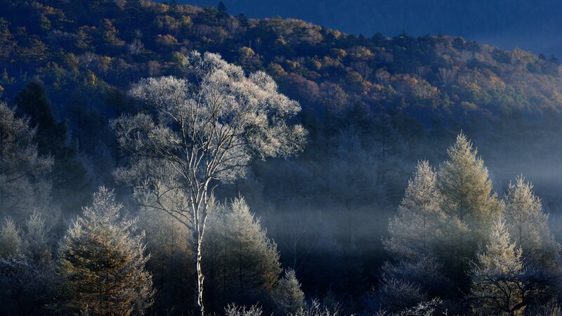 Frost-covered Trees in Forest — Blue, Serene