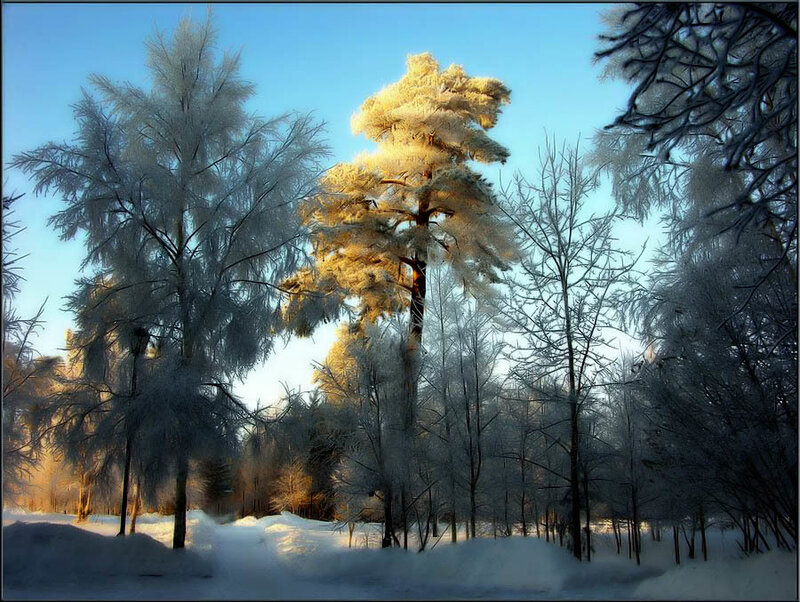Frost-covered Trees in Forest — Blue