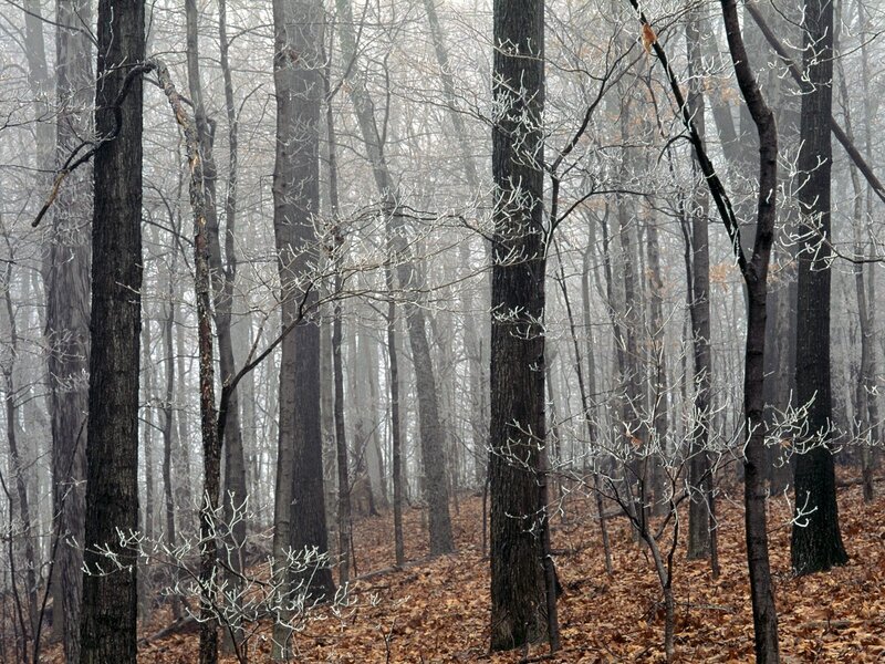 Frost-covered Trees in Forest — Brown, Dreary