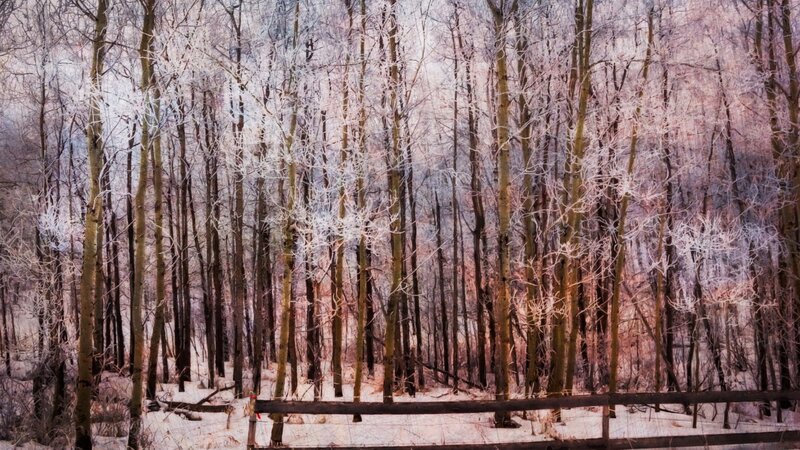Frost-covered Trees in Forest — White, Cold