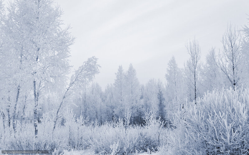 Frost-covered Trees in Forest — White, Cold, Winter