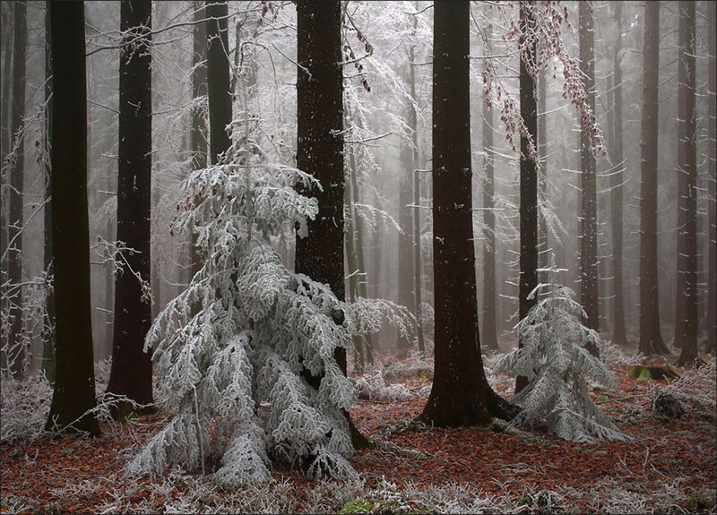 Frost-covered Trees in Forest — White, Misty