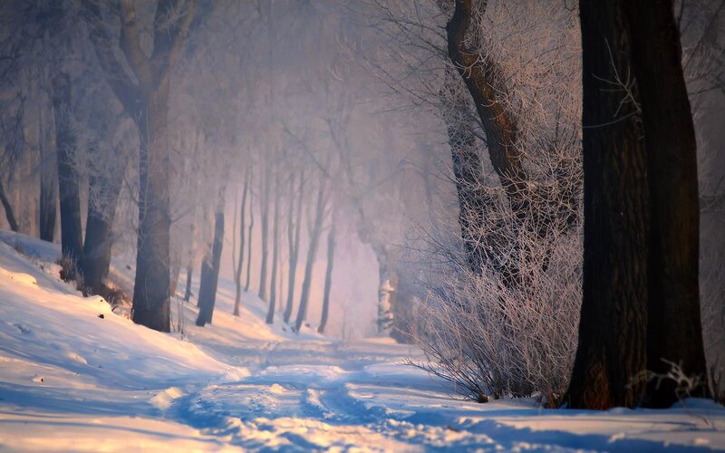 Frost-covered Trees in Forest — White, Serene