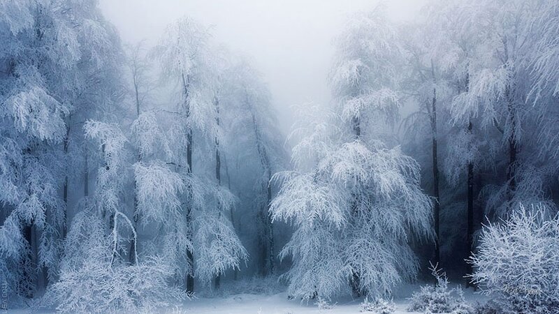 Frost-covered Trees in Forest — White, Serene, Winter, Photograph, Snow, Fog