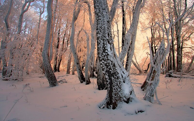 Frost-covered Trees in Forest — White, Serene, Winter, Photograph, Snow, Sky, Brown, Orange