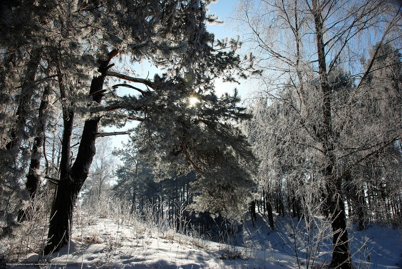 Frost-covered Trees in Forest — White, Serene, Winter, Photograph, Snow, Sunlight, Blue, Brown