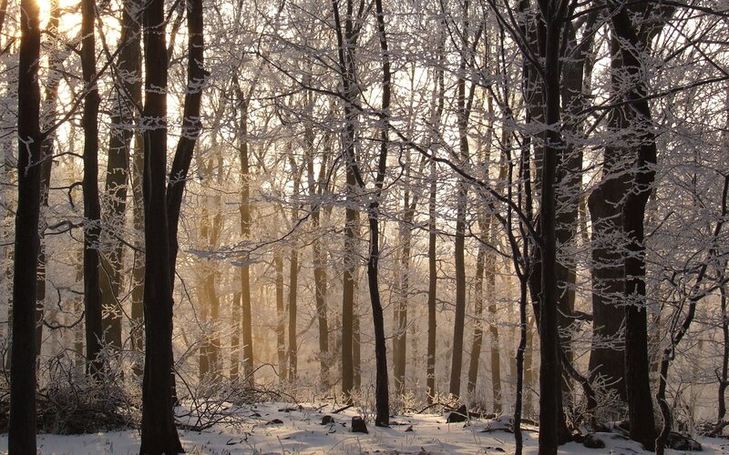 Frost-covered Trees in Forest — White, Serene, Winter, Photograph, Snow, Sunlight, Brown, Gold
