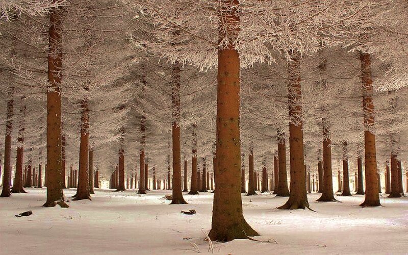 Frost-covered Trees in Forest — White, Serene, Winter, Photograph, Snow
